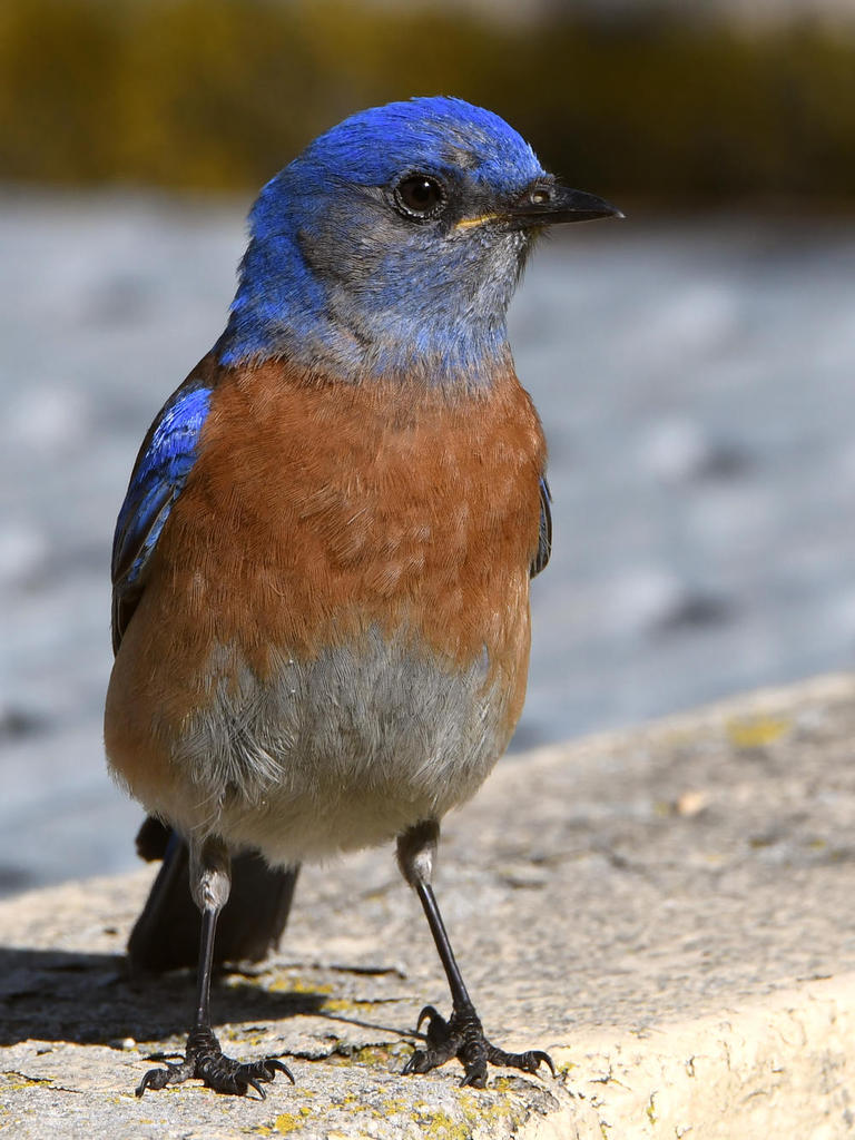 Bluebird4.jpg