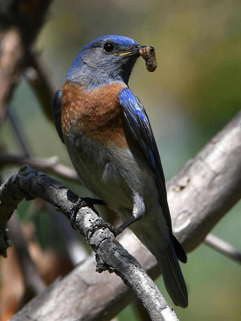 Bluebird4.jpg