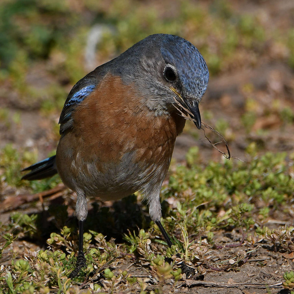 Bluebird4.jpg