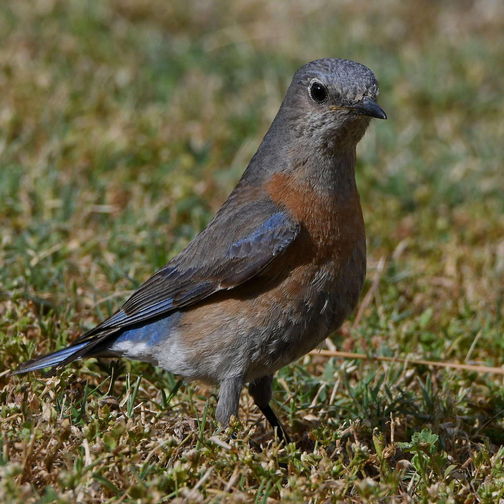 Bluebird4.jpg