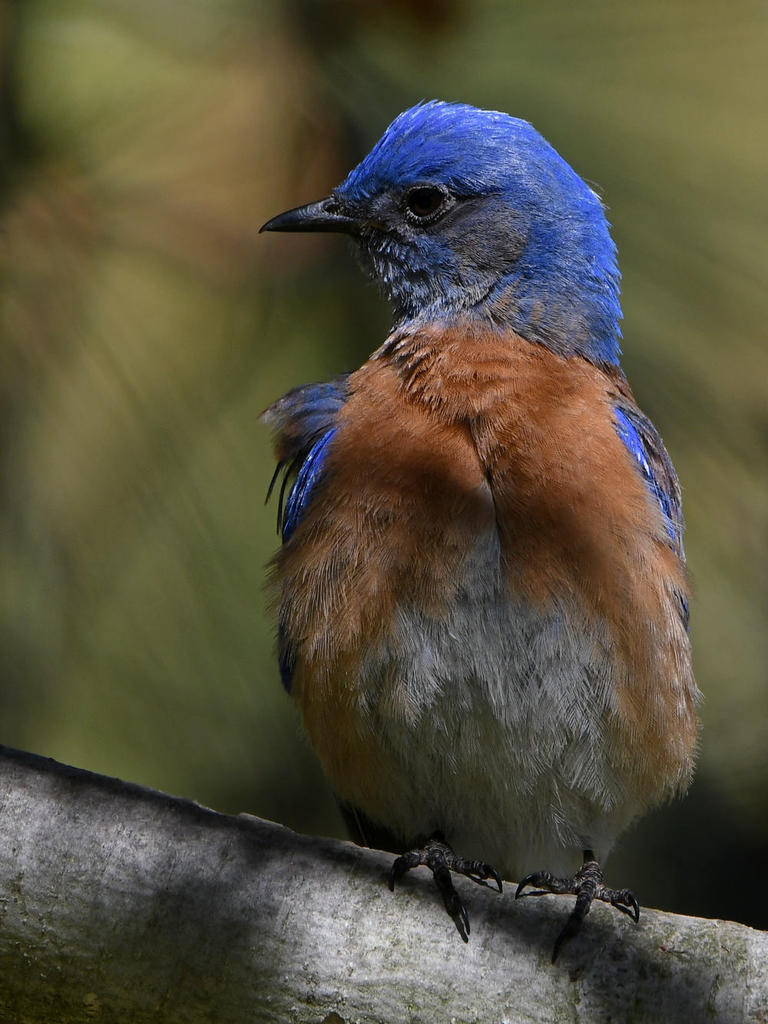 Bluebird4.jpg