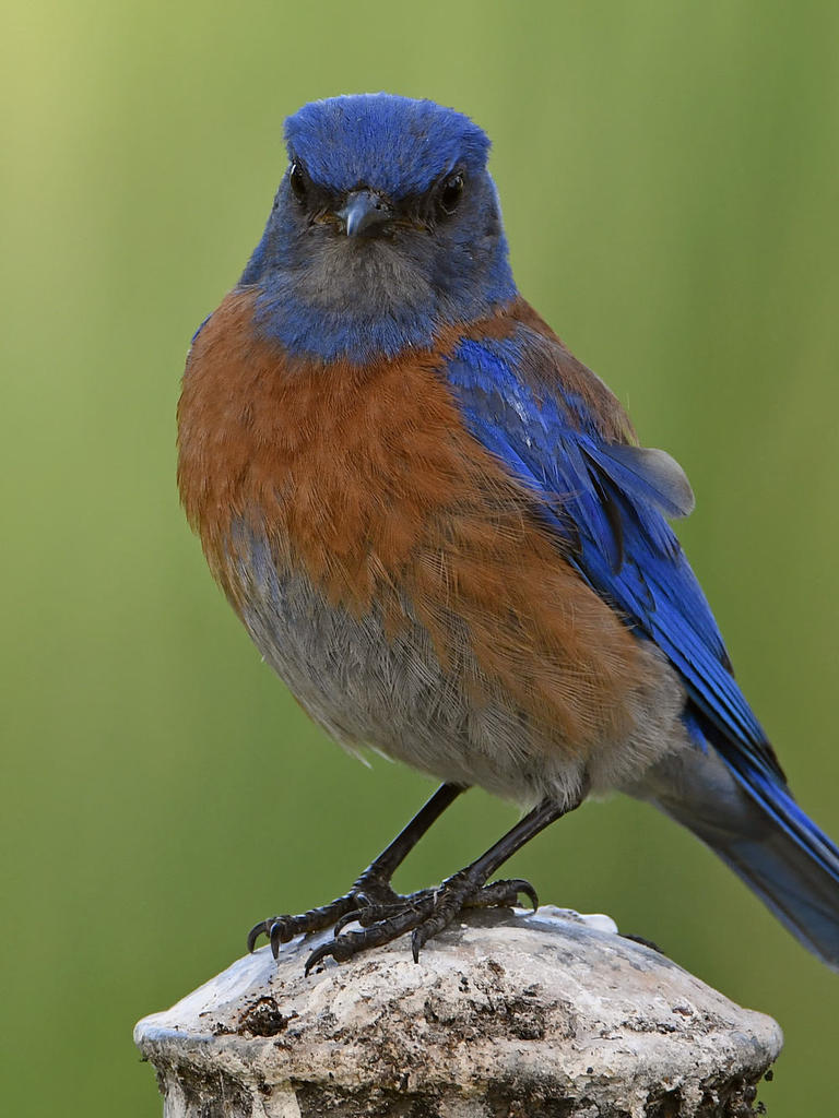 Bluebird4.jpg