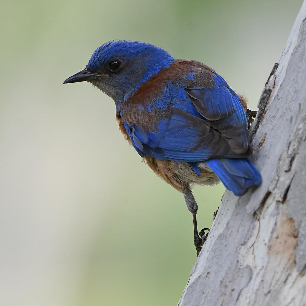 Bluebird4.jpg