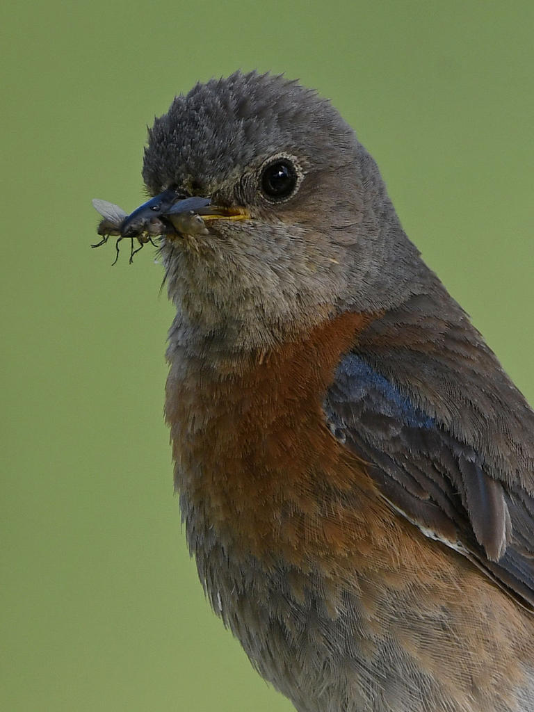 Bluebird4.jpg
