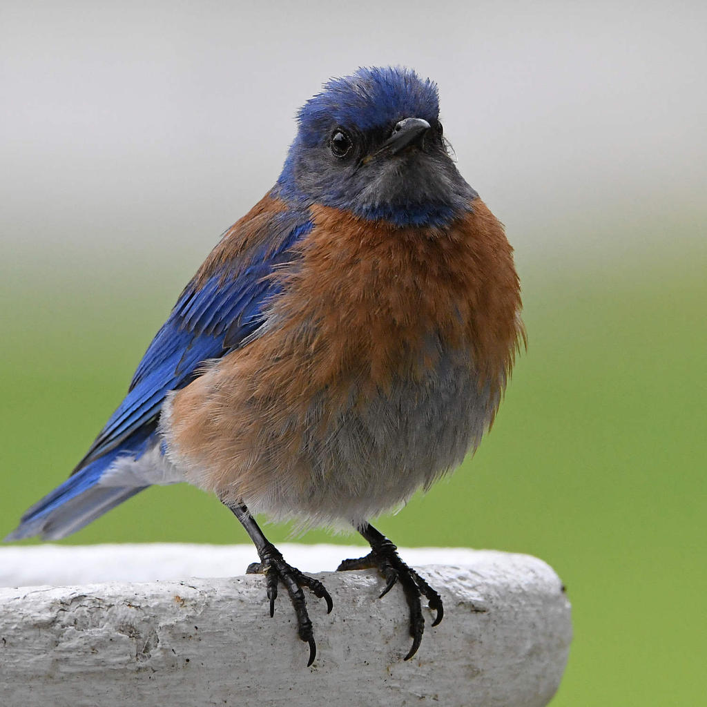 Bluebird4.jpg