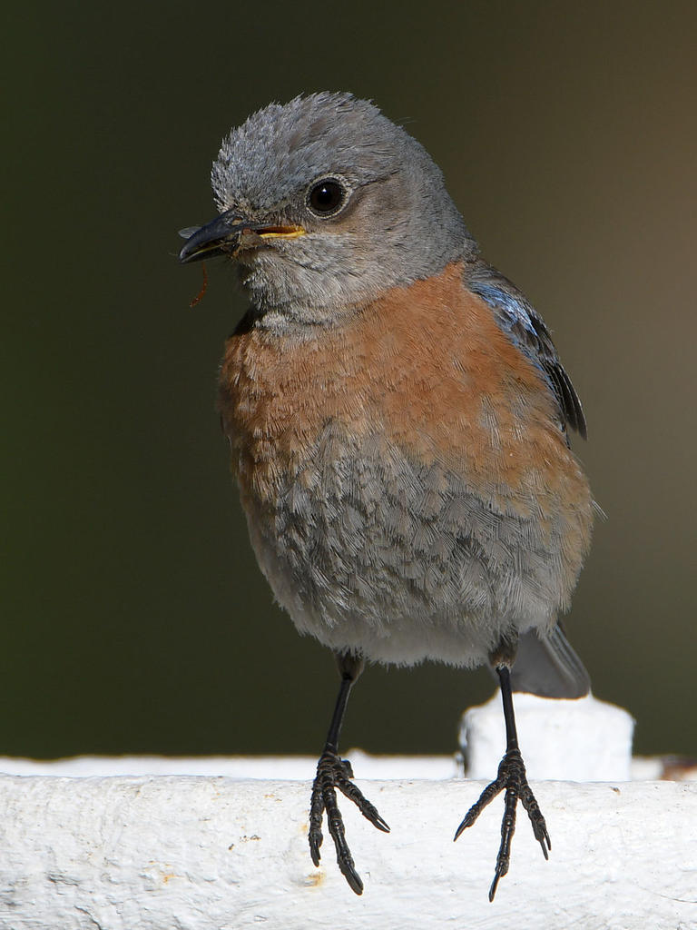 Bluebird4.jpg