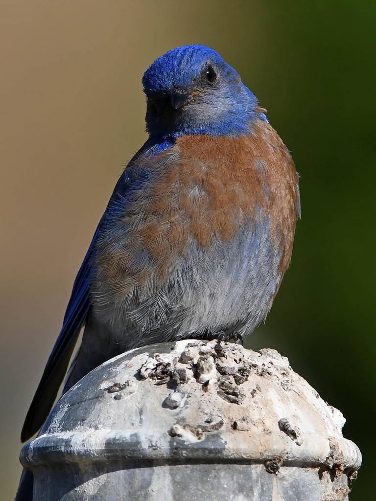 Bluebird4.jpg