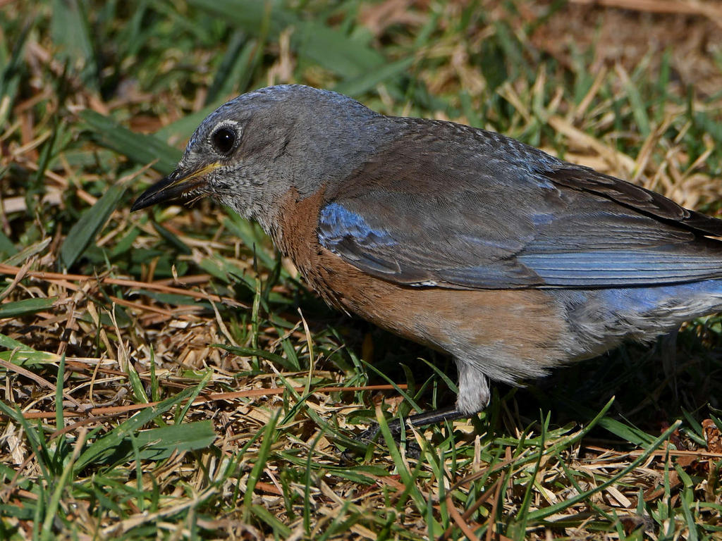 Bluebird4.jpg