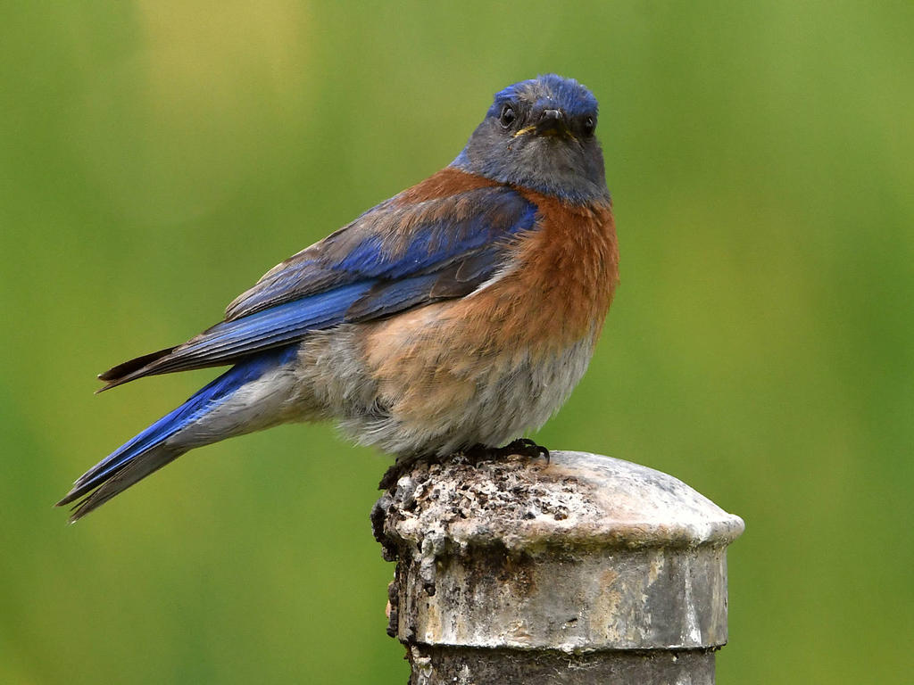 Bluebird4.jpg