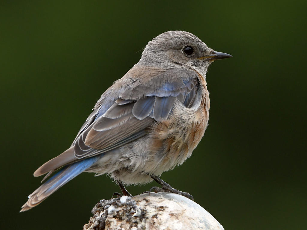 Bluebird4.jpg