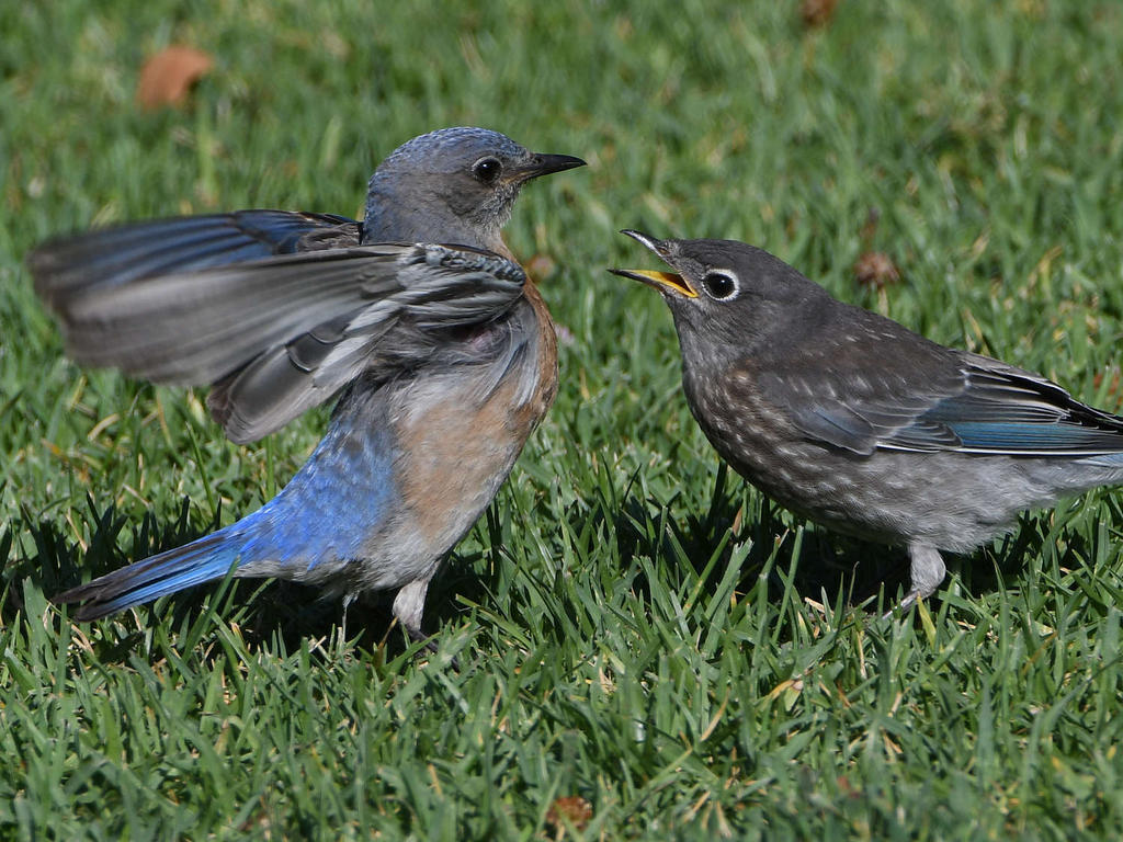 Bluebird4.jpg