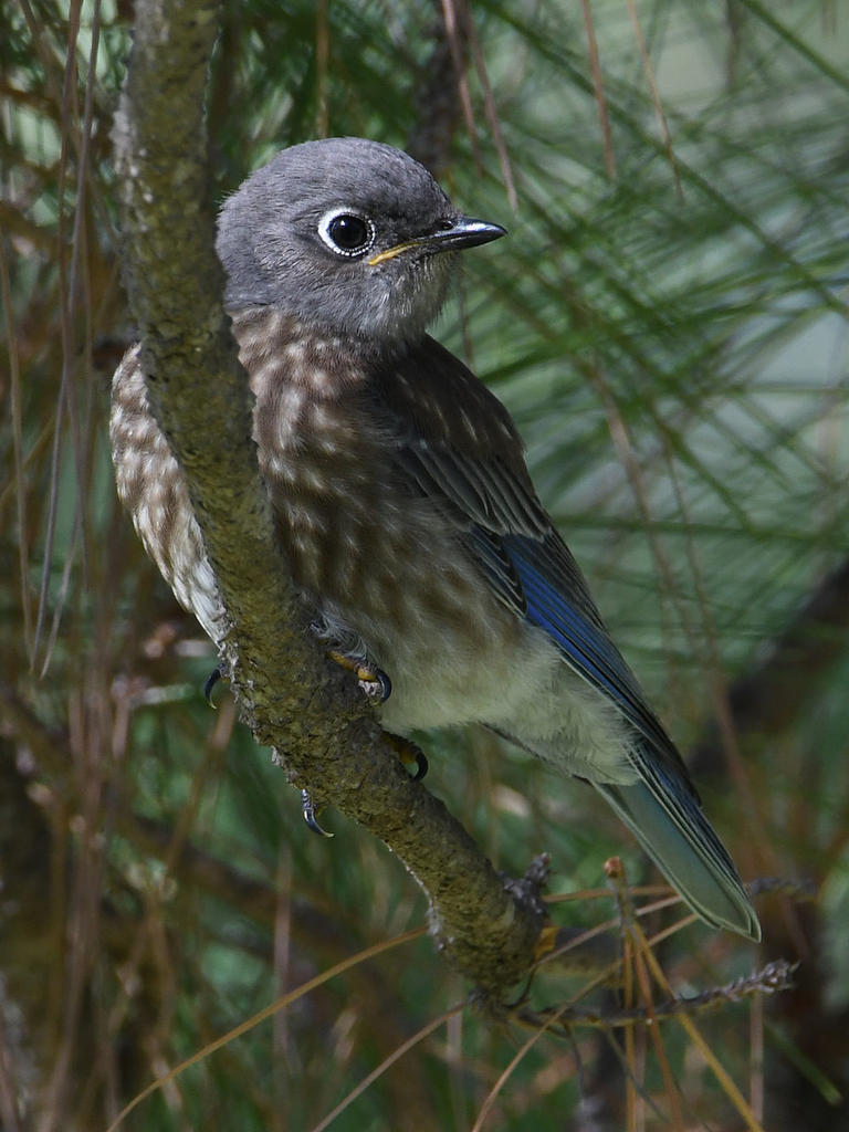 Bluebird4.jpg