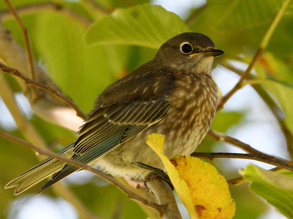 Bluebird4.jpg