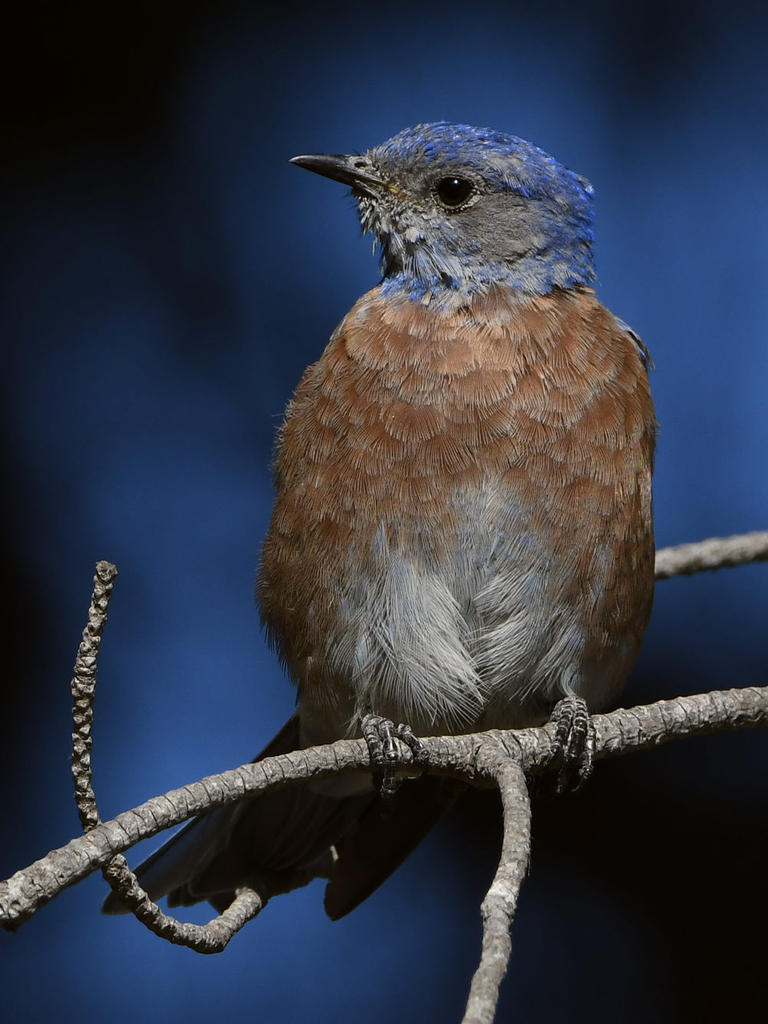 Bluebird4.jpg
