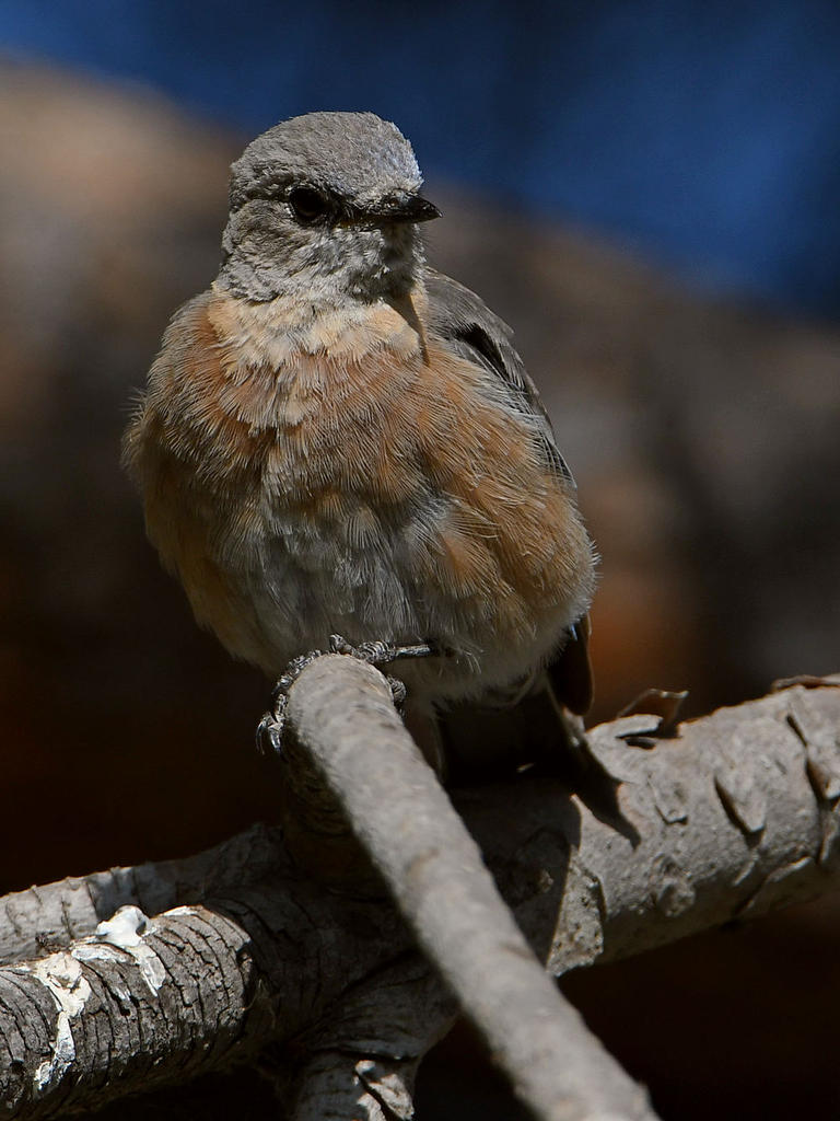 Bluebird4.jpg