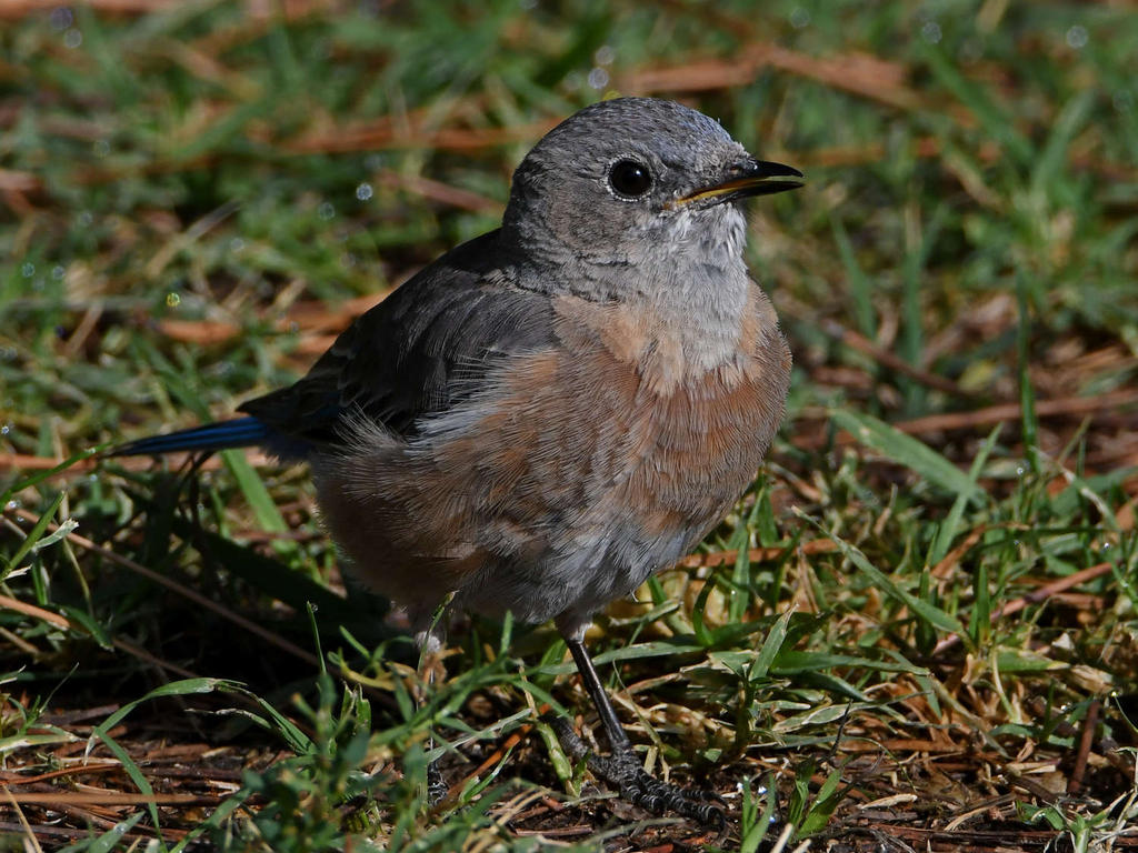 Bluebird4.jpg
