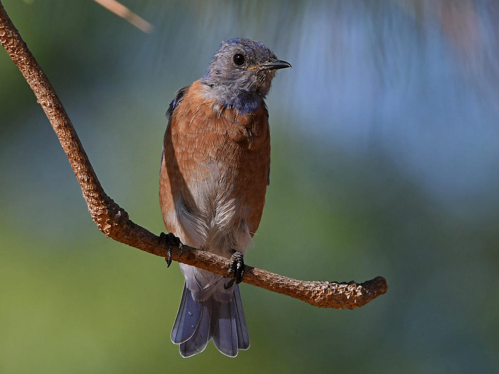 Bluebird4.jpg