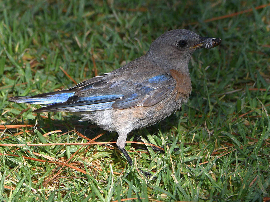 Bluebird4.jpg