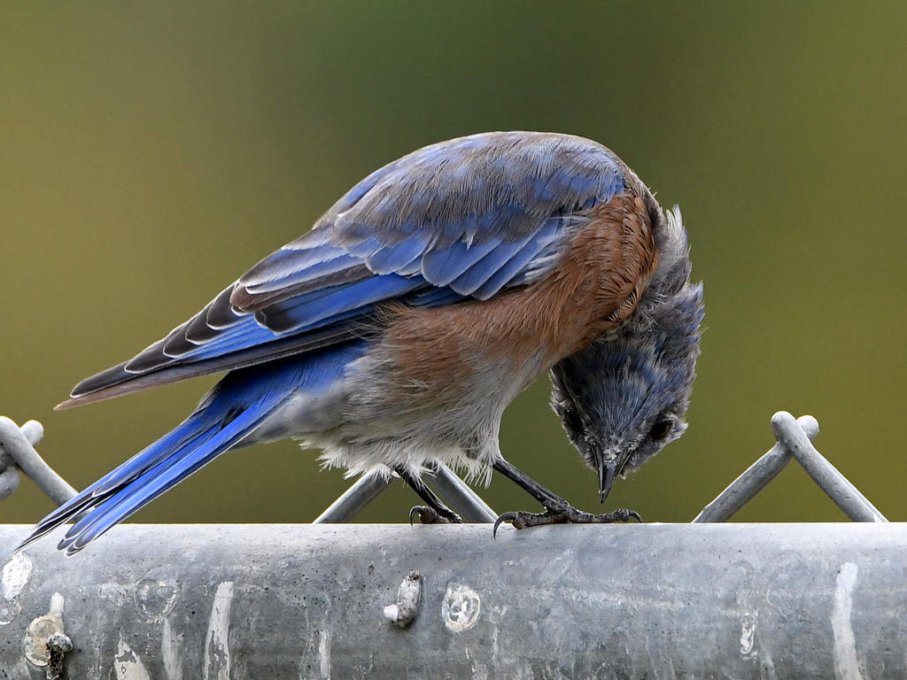 Bluebird4.jpg