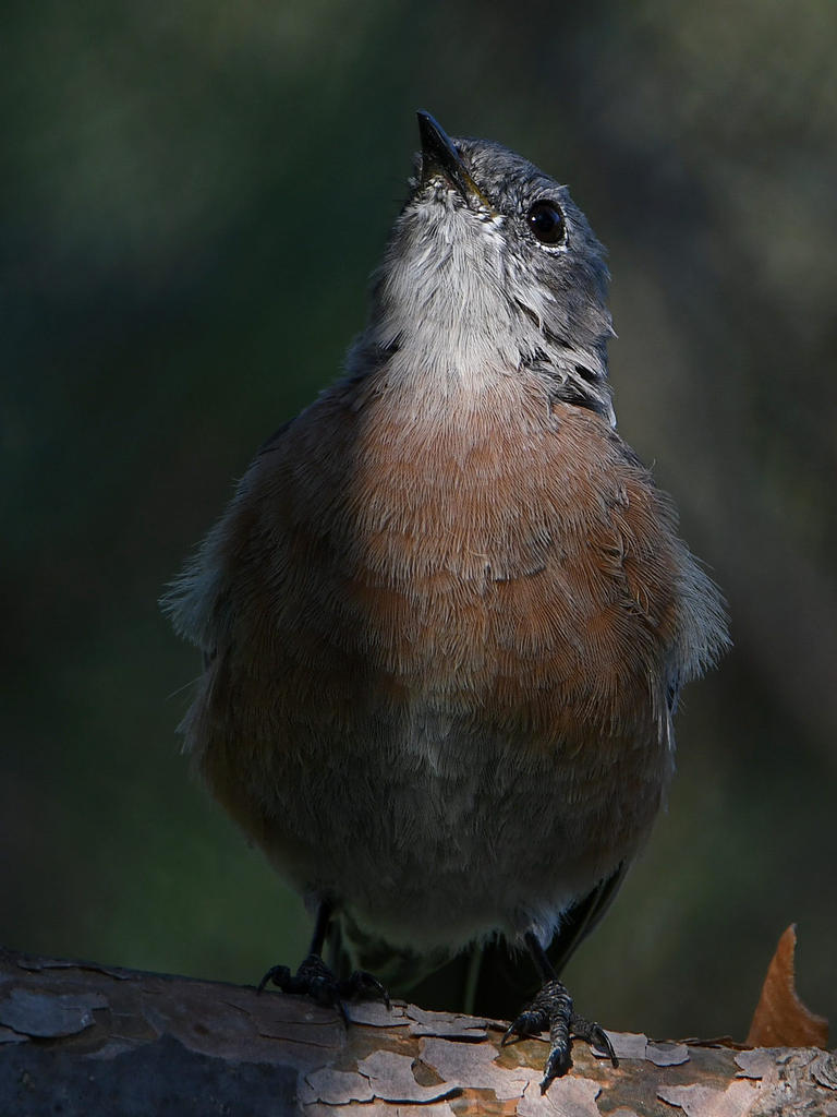Bluebird4.jpg