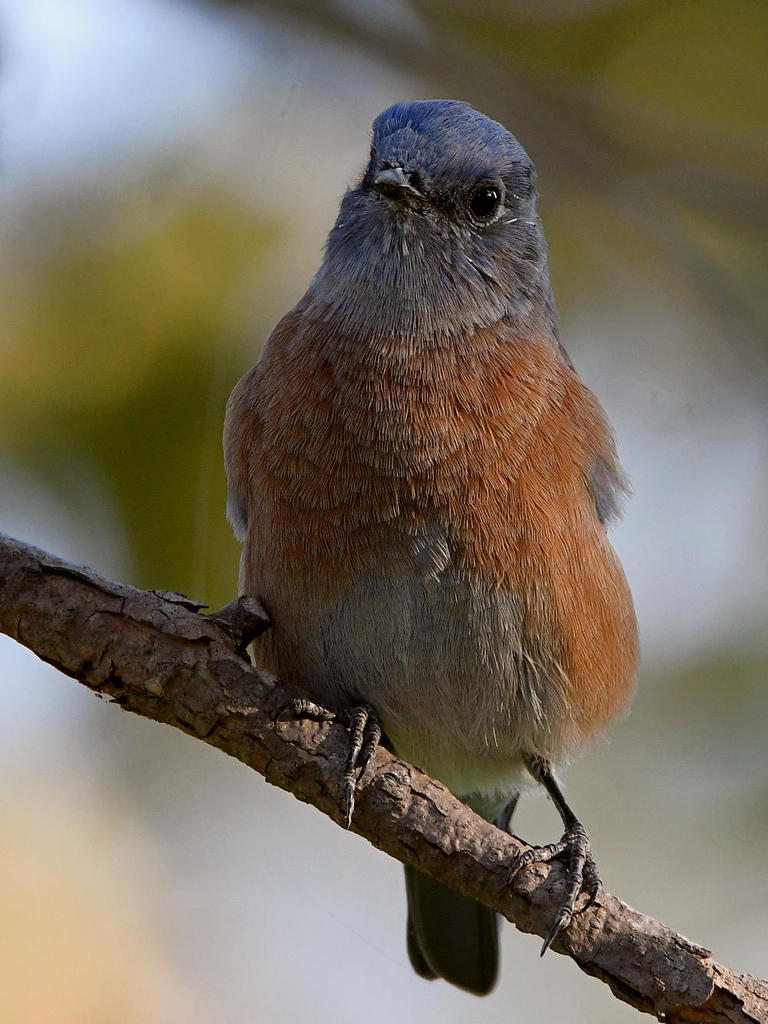Bluebird4.jpg