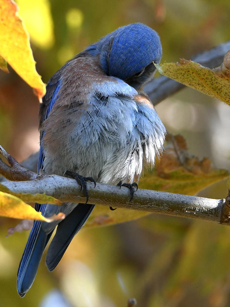 Bluebird4.jpg