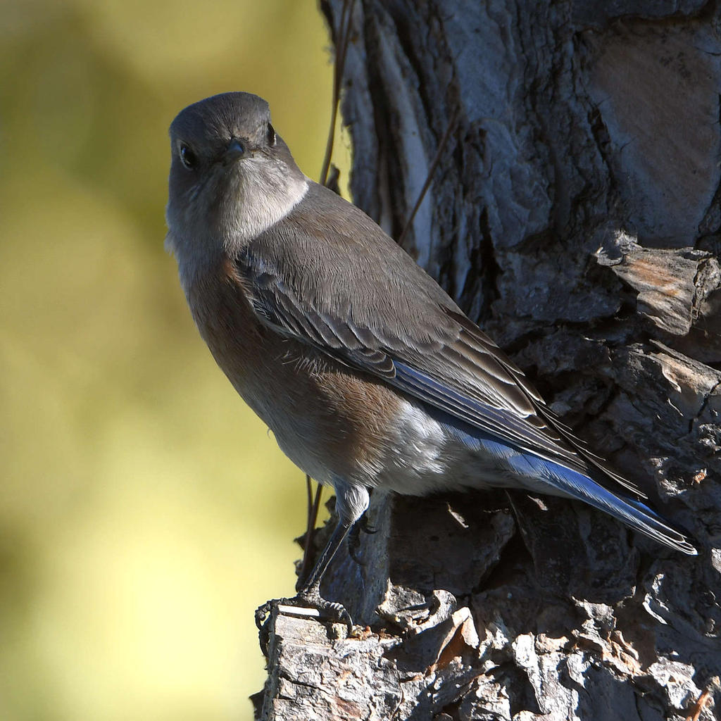 Bluebird4.jpg