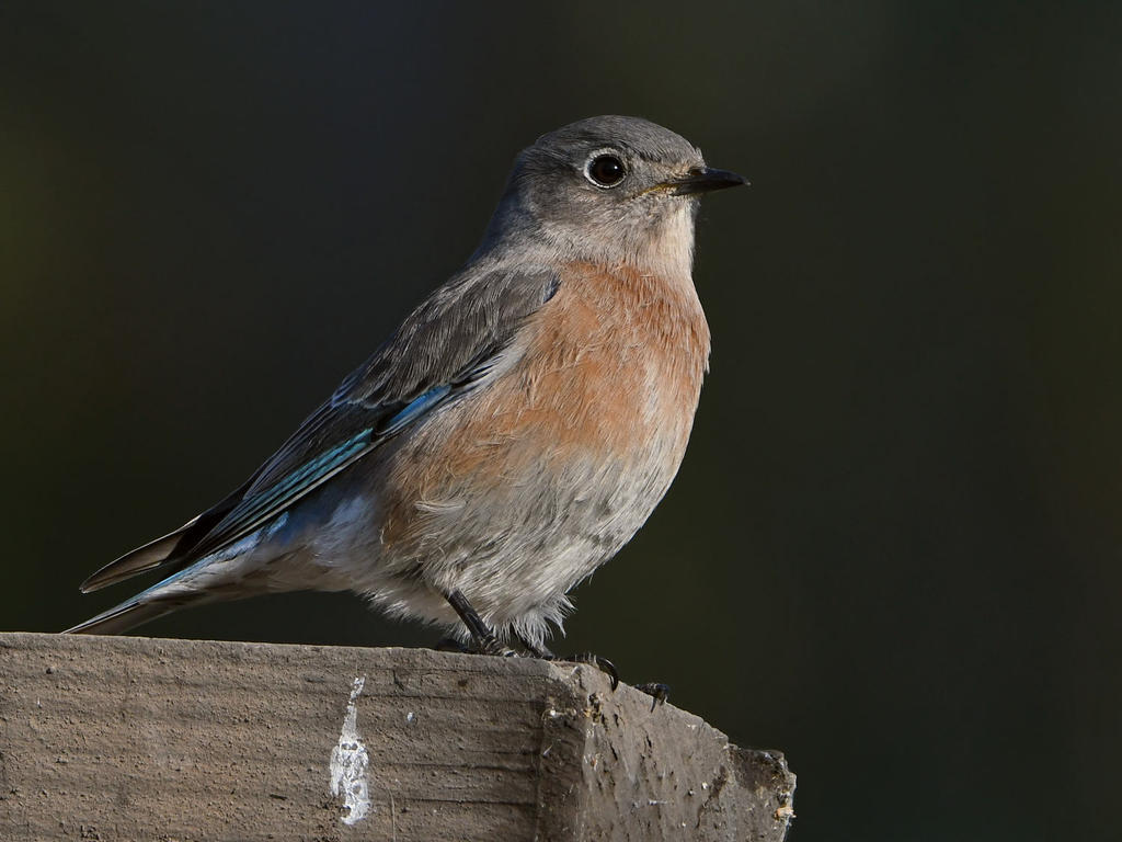 Bluebird4.jpg