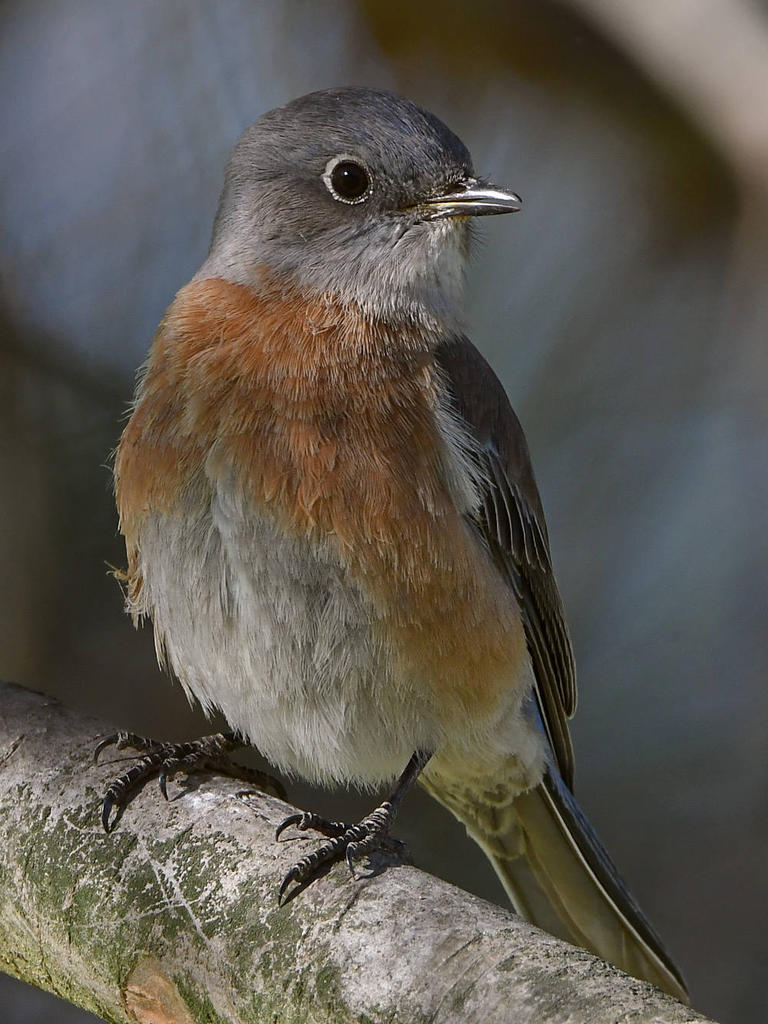 Bluebird4.jpg