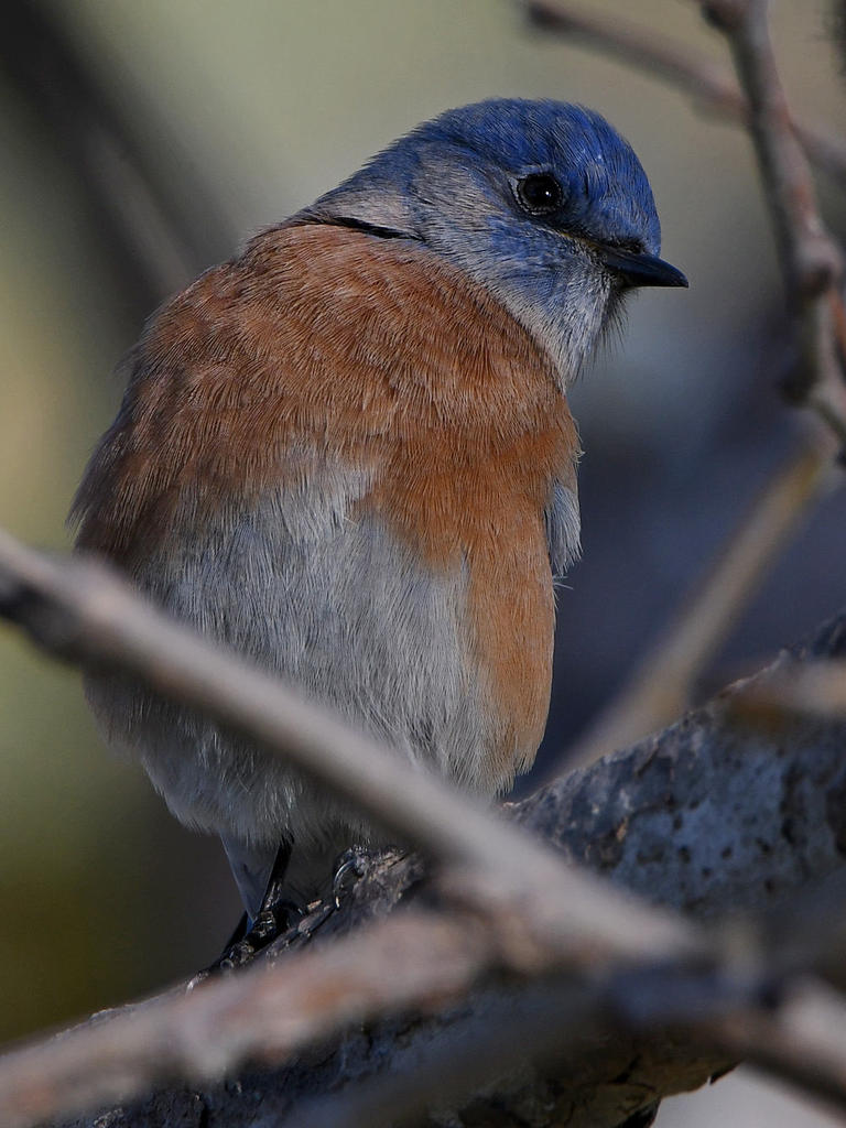 Bluebird4.jpg