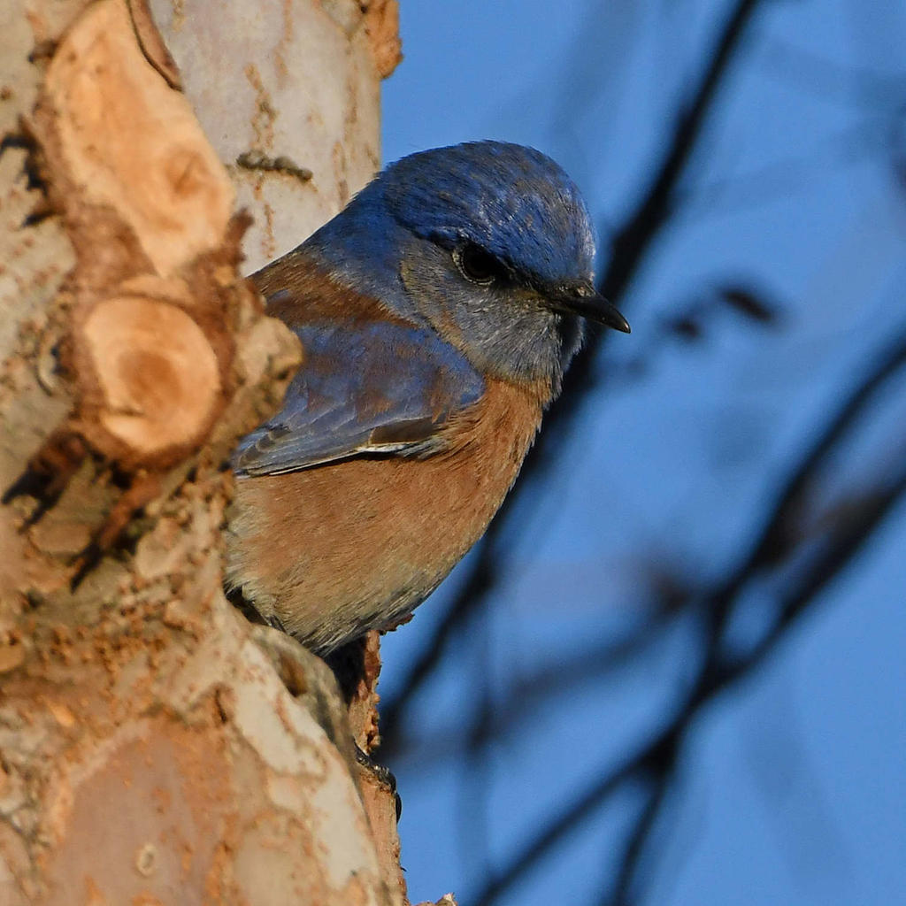 Bluebird4.jpg