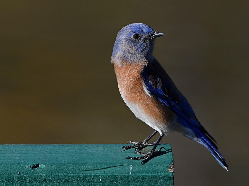 Bluebird4.jpg