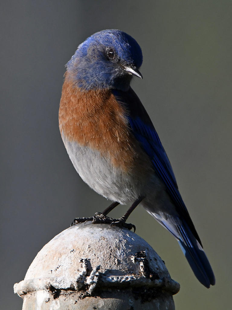 Bluebird4.jpg