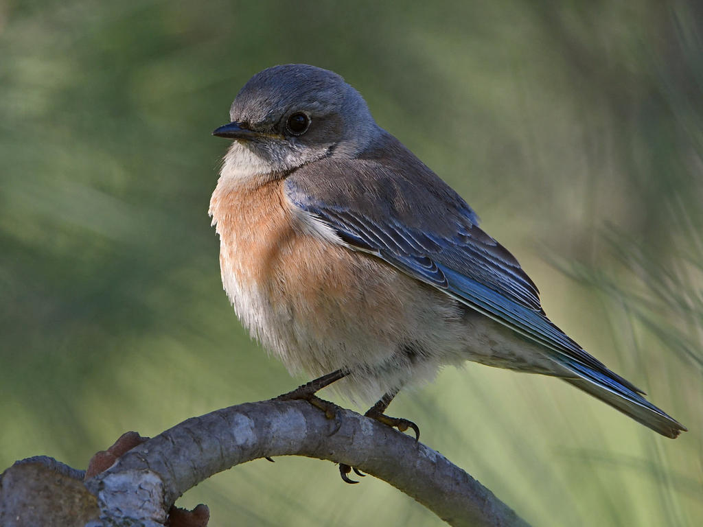 Bluebird4.jpg