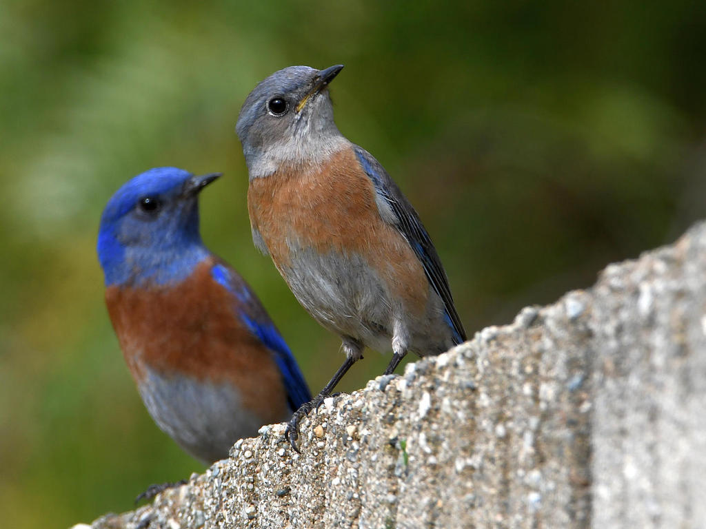 Bluebird4.jpg