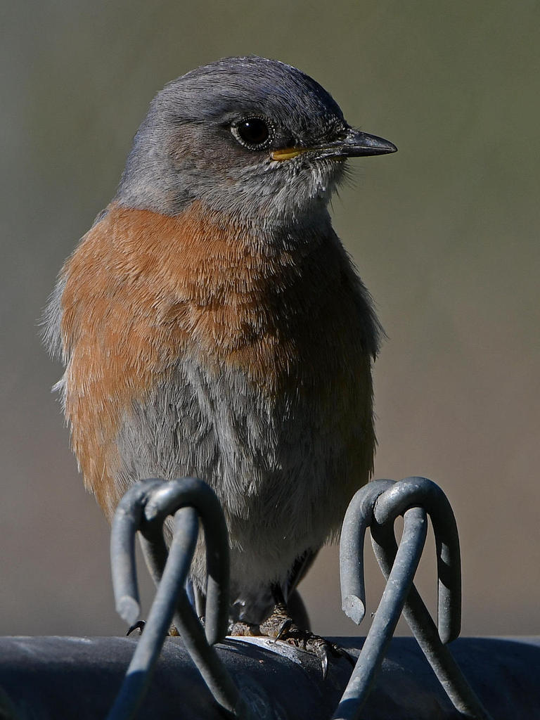Bluebird4.jpg