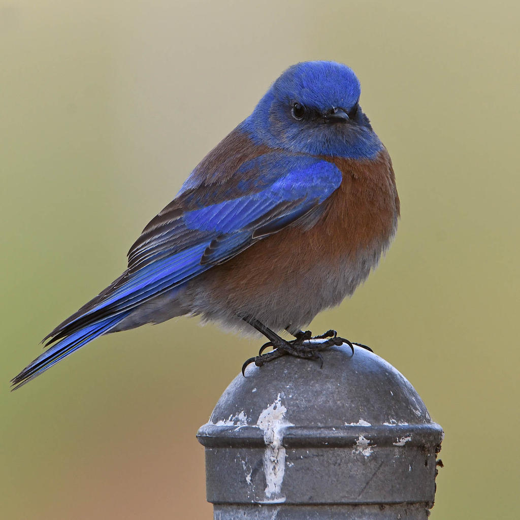 Bluebird4.jpg