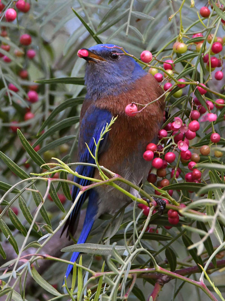 Bluebird4.jpg
