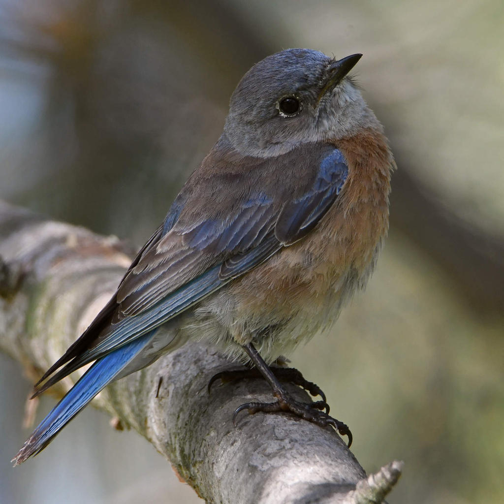Bluebird4.jpg