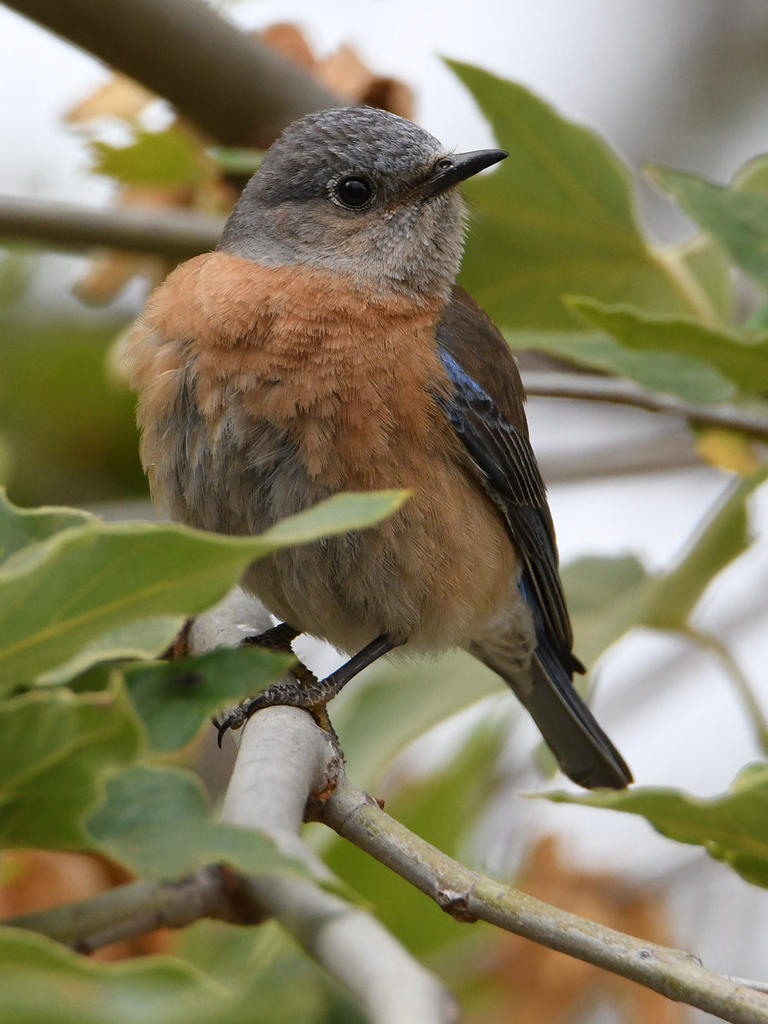 Bluebird4.jpg