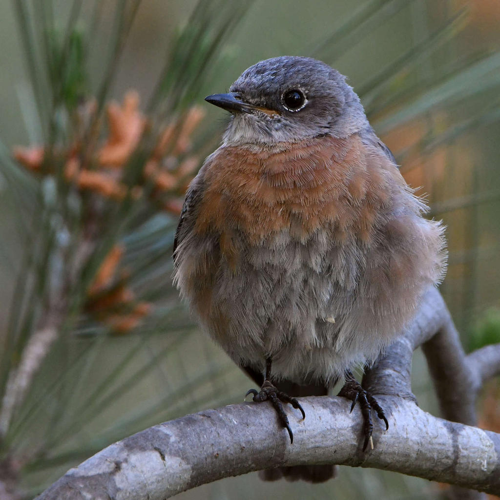 Bluebird4.jpg
