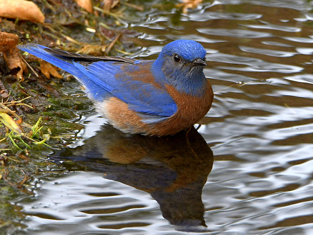 Bluebird4.jpg
