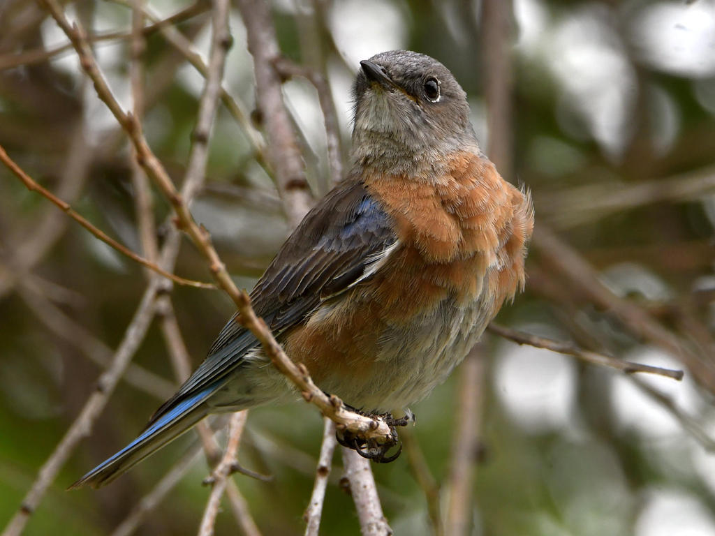 Bluebird4.jpg