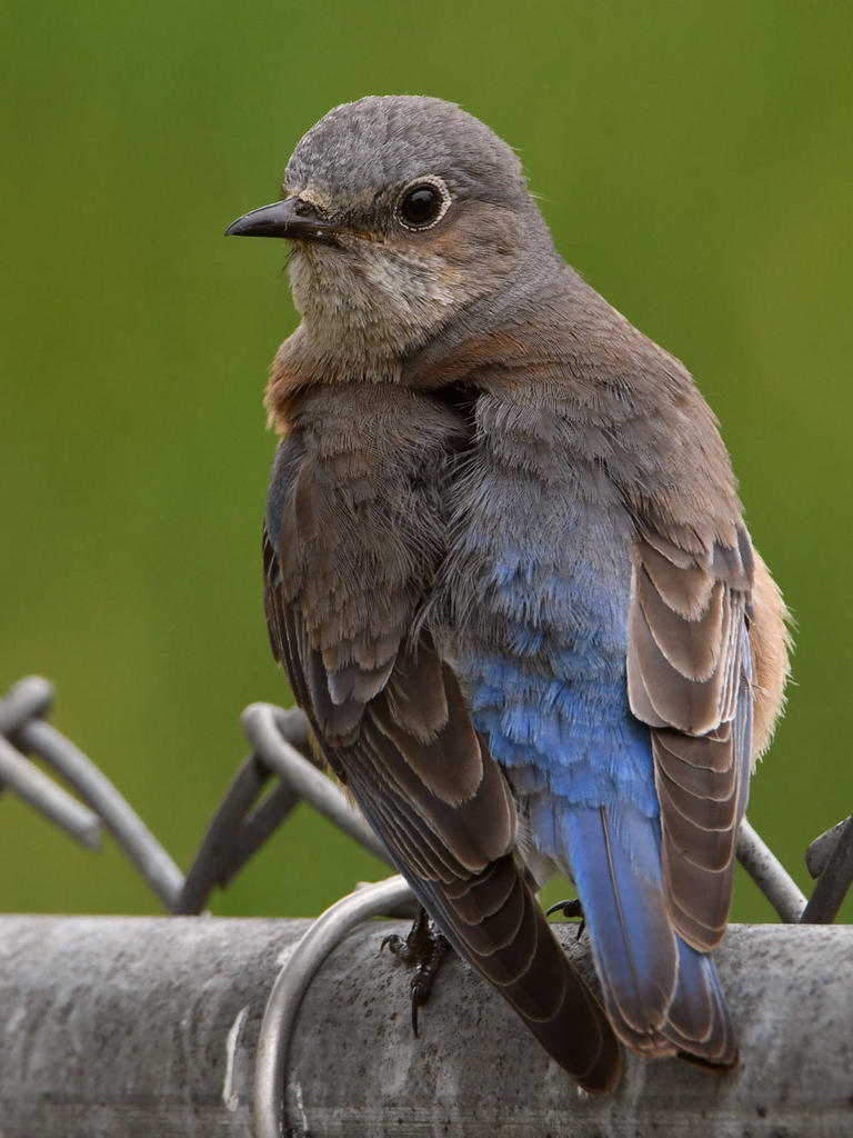 Bluebird4.jpg