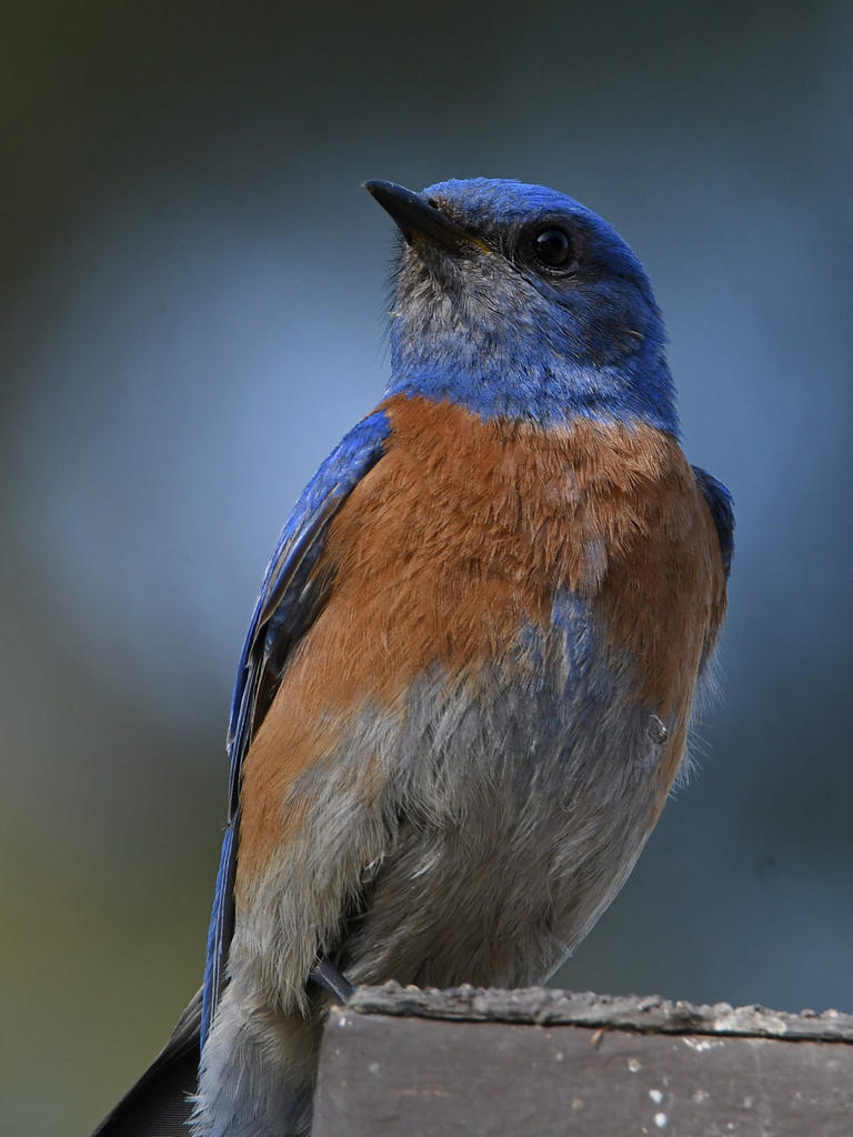 Bluebird4.jpg