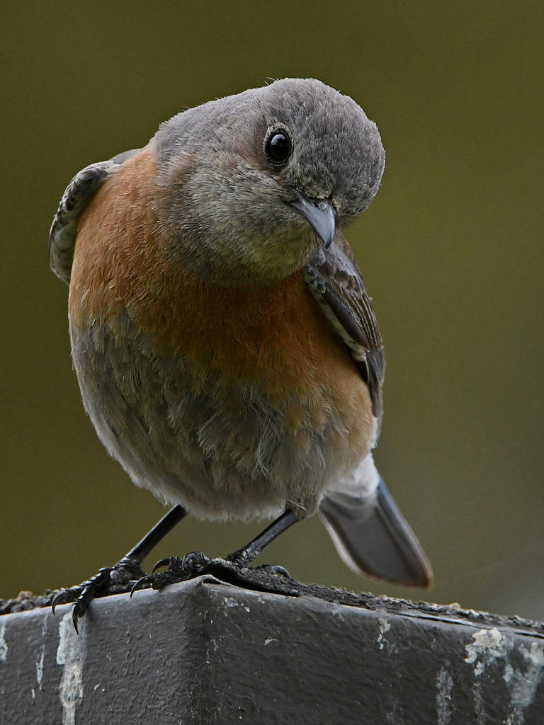 Bluebird4.jpg