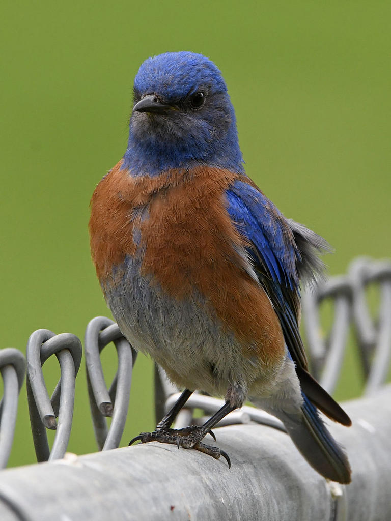 Bluebird4.jpg