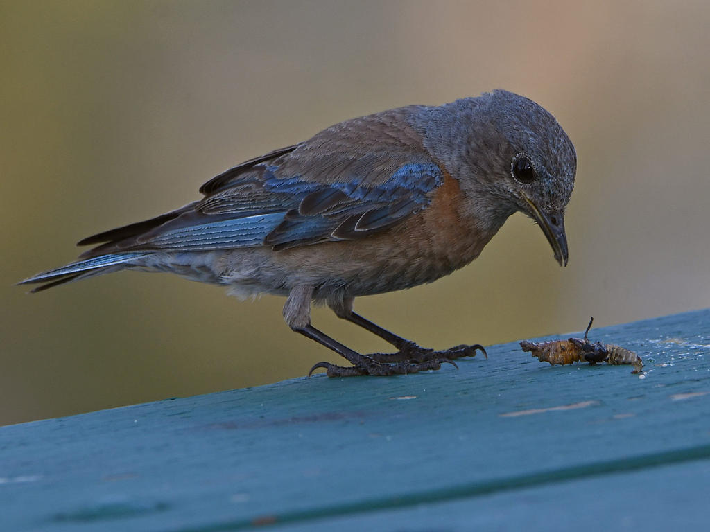 Bluebird4.jpg