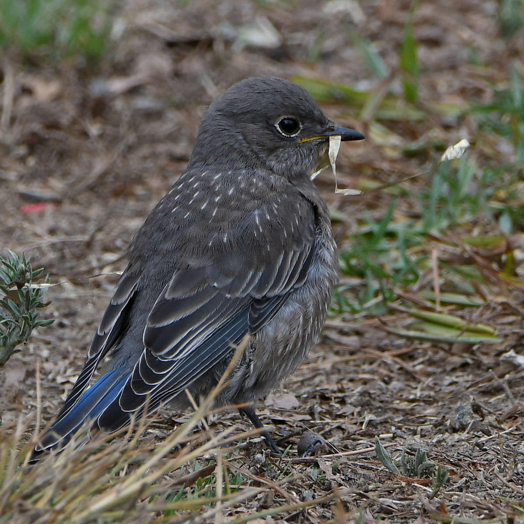 Bluebird4.jpg