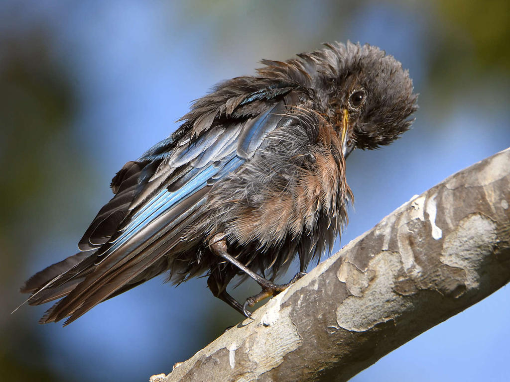 Bluebird4.jpg